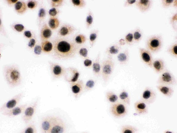 Daxx Rabbit Polyclonal Antibody
