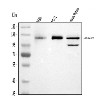 Daxx Rabbit Polyclonal Antibody
