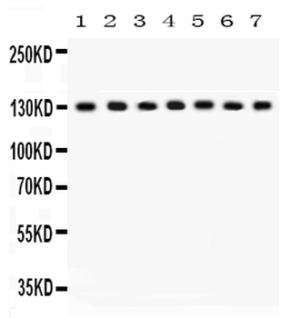 SAP97/DLG1 Rabbit Polyclonal Antibody