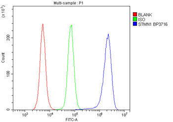 Stathmin 1/STMN1 Rabbit Polyclonal Antibody
