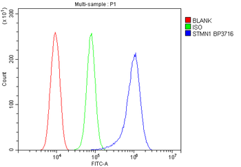 Stathmin 1/STMN1 Rabbit Polyclonal Antibody