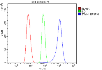 Stathmin 1/STMN1 Rabbit Polyclonal Antibody