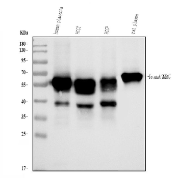 AHSG Rabbit Polyclonal Antibody
