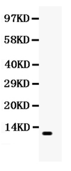 CCL3/Macrophage Inflammatory Protein 1 alpha Rabbit Polyclonal Antibody