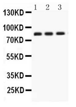 Apolipoprotein J/CLU Rabbit Polyclonal Antibody