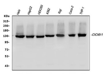 DDB1 Rabbit Polyclonal Antibody