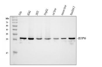 integrin beta 4 binding protein/EIF6 Rabbit Polyclonal Antibody