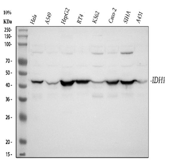 Isocitrate dehydrogenase/IDH1 Rabbit Polyclonal Antibody