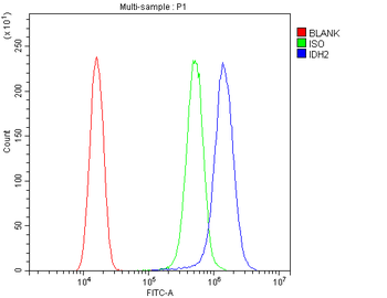 IDH2 Rabbit Polyclonal Antibody