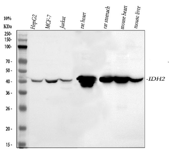 IDH2 Rabbit Polyclonal Antibody