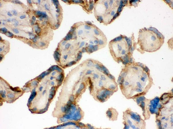 IDH2 Rabbit Polyclonal Antibody