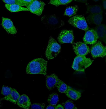 Indoleamine 2, 3-dioxygenase/IDO1 Rabbit Polyclonal Antibody