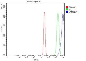 Lamin B1/LMNB1 Rabbit Polyclonal Antibody