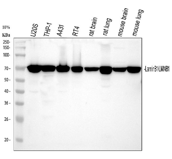 Lamin B1/LMNB1 Rabbit Polyclonal Antibody
