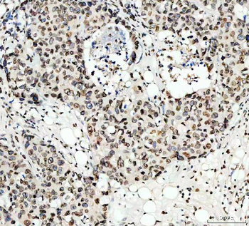 Lamin B1/LMNB1 Rabbit Polyclonal Antibody