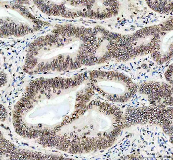 Lamin B1/LMNB1 Rabbit Polyclonal Antibody