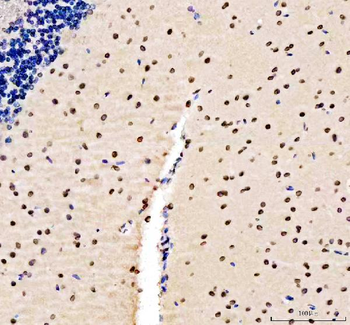 Lamin B1/LMNB1 Rabbit Polyclonal Antibody