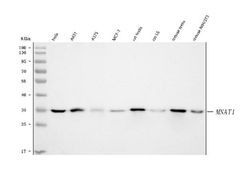 MNAT1 Rabbit Polyclonal Antibody