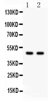 SOX4 Rabbit Polyclonal Antibody