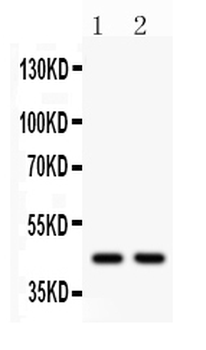 Wnt3 Rabbit Polyclonal Antibody