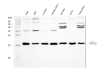 Cofilin/CFL1 Rabbit Polyclonal Antibody