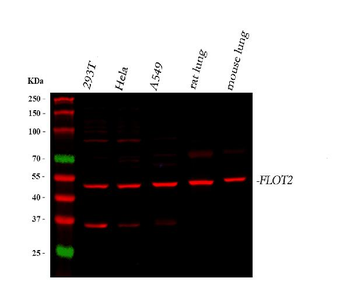 Flotillin 2/FLOT2 Rabbit Polyclonal Antibody