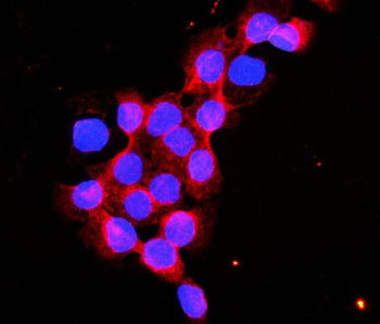 Flotillin 2/FLOT2 Rabbit Polyclonal Antibody