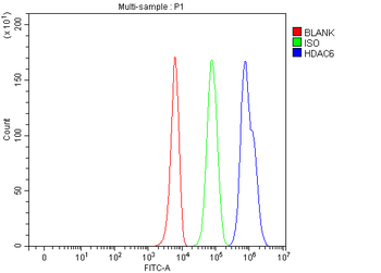 HDAC6 Rabbit Polyclonal Antibody