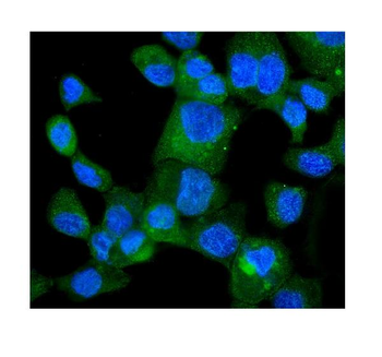 HINT1 Rabbit Polyclonal Antibody