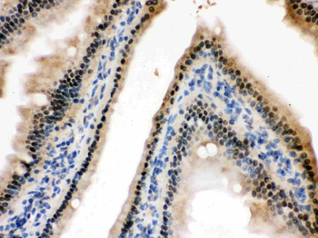 HINT1 Rabbit Polyclonal Antibody