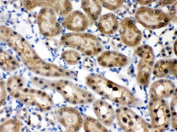 HINT1 Rabbit Polyclonal Antibody