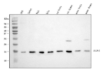 HINT1 Rabbit Polyclonal Antibody