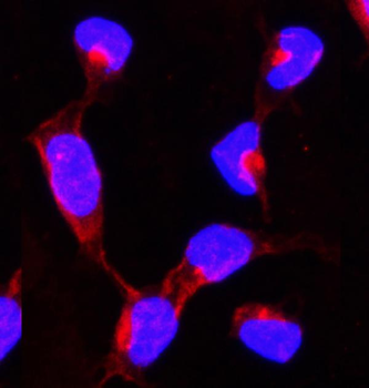 Hsp90 alpha/HSP90AA1 Rabbit Polyclonal Antibody