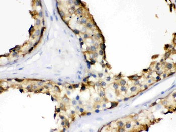 Hsp90 alpha/HSP90AA1 Rabbit Polyclonal Antibody