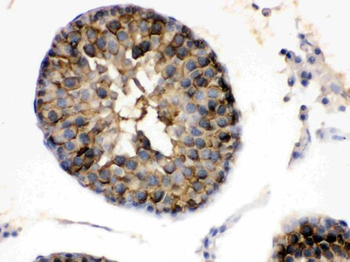 Hsp90 alpha/HSP90AA1 Rabbit Polyclonal Antibody