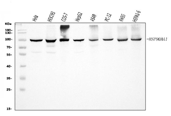 Hsp90 alpha/HSP90AA1 Rabbit Polyclonal Antibody