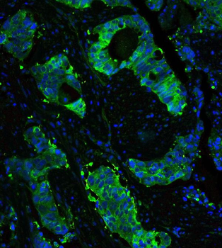 Hsp90 beta/HSP90AB1 Rabbit Polyclonal Antibody