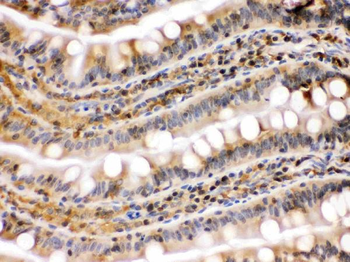 Hsp90 beta/HSP90AB1 Rabbit Polyclonal Antibody