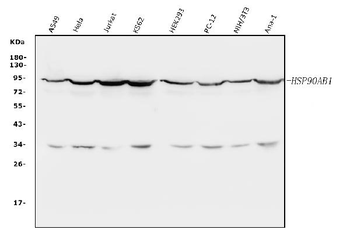 Hsp90 beta/HSP90AB1 Rabbit Polyclonal Antibody