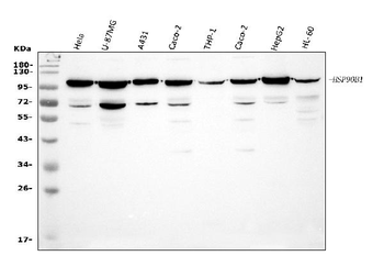 GRP94/HSP90B1 Rabbit Polyclonal Antibody