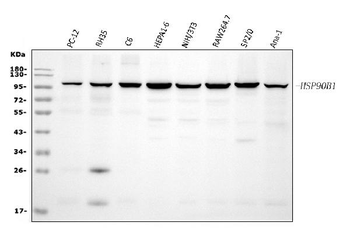GRP94/HSP90B1 Rabbit Polyclonal Antibody