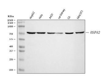 HSPA2 Rabbit Polyclonal Antibody