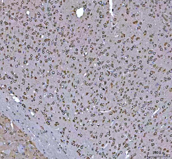 GRP78 BiP/HSPA5 Rabbit Polyclonal Antibody