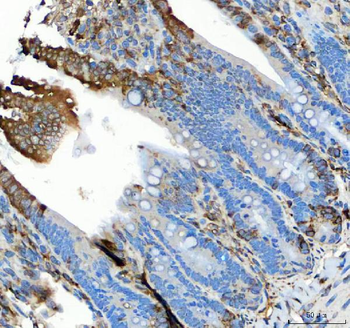 GRP78 BiP/HSPA5 Rabbit Polyclonal Antibody