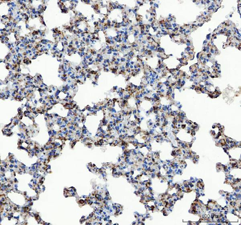 GRP78 BiP/HSPA5 Rabbit Polyclonal Antibody