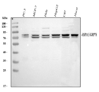 GRP78 BiP/HSPA5 Rabbit Polyclonal Antibody