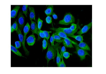 Hsc70/HSPA8 Rabbit Polyclonal Antibody