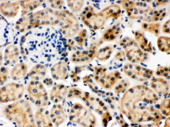 Hsc70/HSPA8 Rabbit Polyclonal Antibody