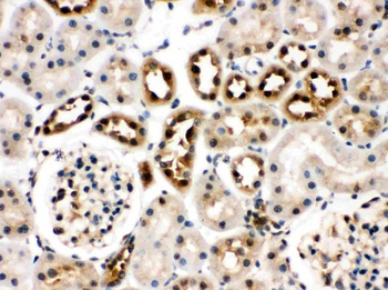Hsc70/HSPA8 Rabbit Polyclonal Antibody