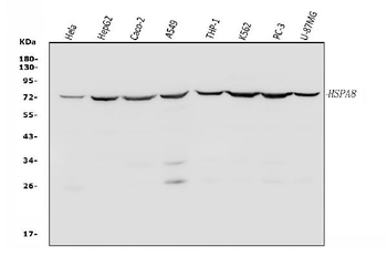 Hsc70/HSPA8 Rabbit Polyclonal Antibody